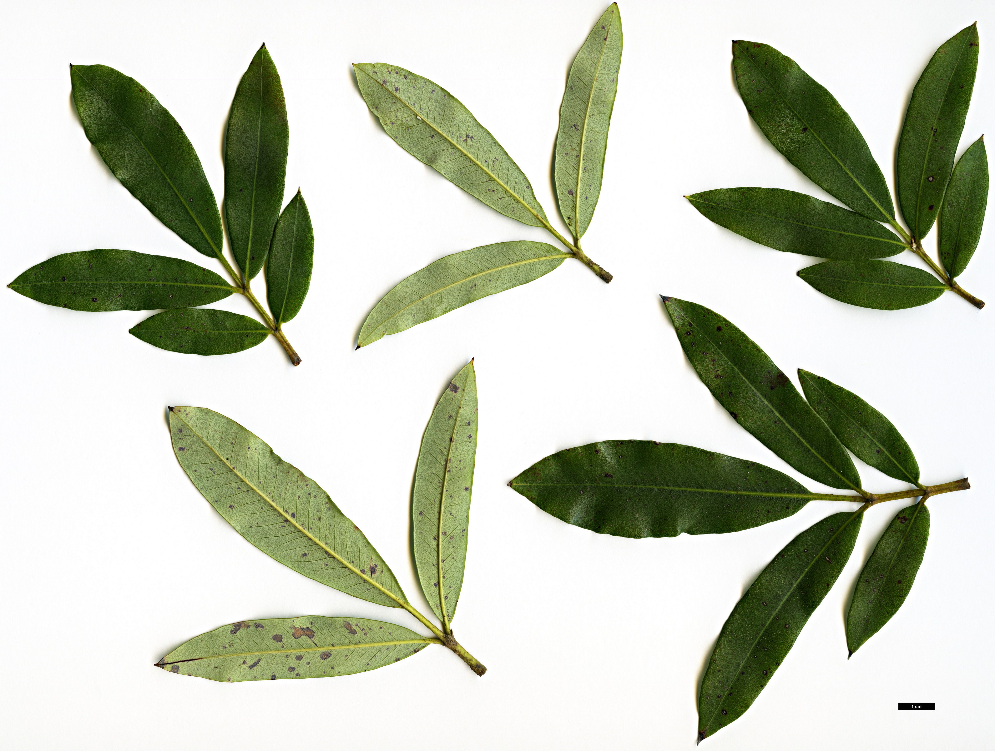 High resolution image: Family: Cunoniaceae - Genus: Eucryphia - Taxon: wilkiei